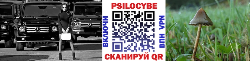 Купить где  Высоцк  Галлюциногенные грибы Psilocybe 